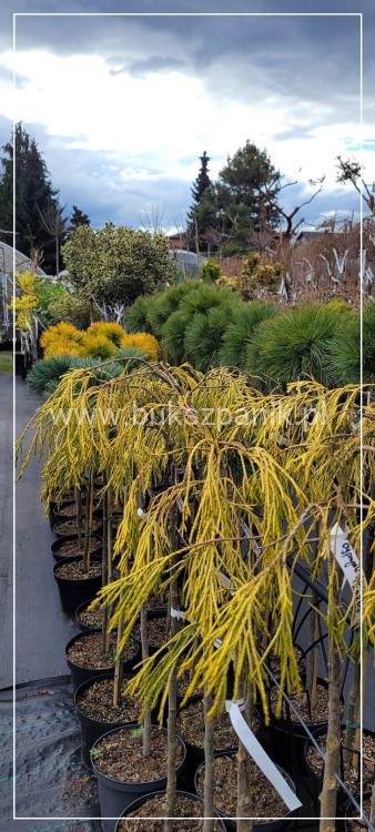 Cyprysik Lawsona KARACA- Chamaecyparis lawsoniana PA80-90/30-40, C5l