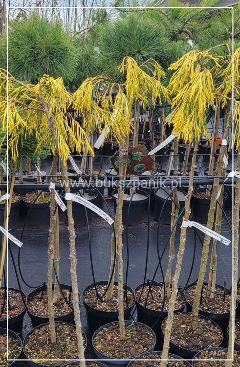 Cyprysik Lawsona KARACA- Chamaecyparis lawsoniana PA80-90/30-40, C5l