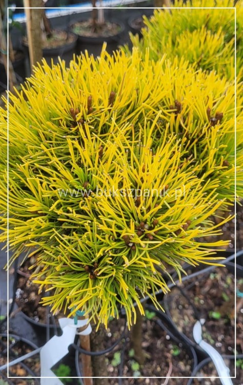 Sosna kosodrzewina Pinus mugo 'Nana Balcanica Aurea'