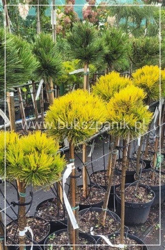 Sosna kosodrzewina Pinus mugo 'Nana Balcanica Aurea'