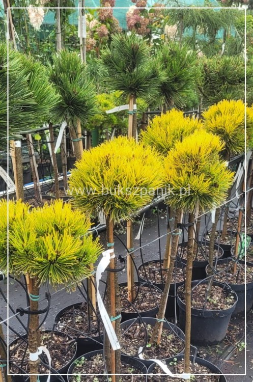 Sosna kosodrzewina Pinus mugo 'Nana Balcanica Aurea'