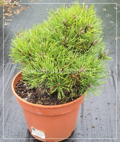 Sosna Górska syn kosodrzewina Mops - Pinus mugo