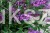 Buddleja Free Petite Dark Pink2.jpg
