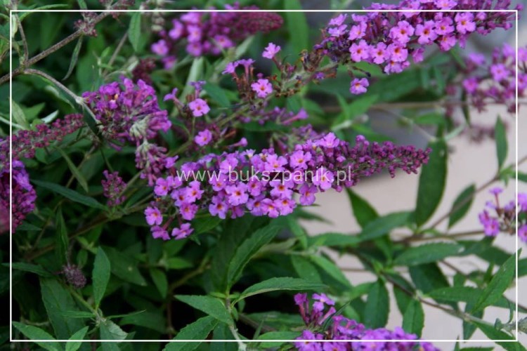 Buddleja Free Petite Dark Pink2.jpg