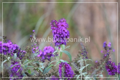 Buddleja Free Petite Dark Pink3.jpg