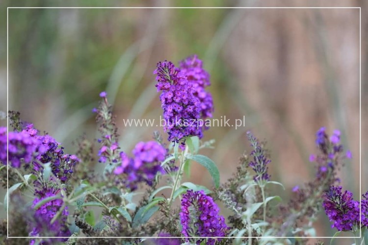Buddleja Free Petite Dark Pink3.jpg