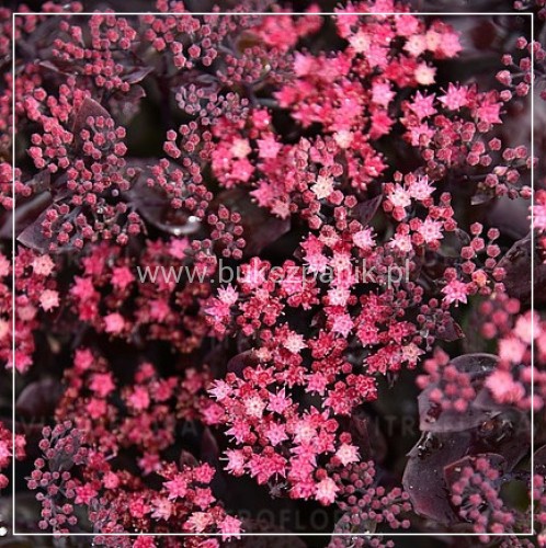 sedum globe purple 3.jpg