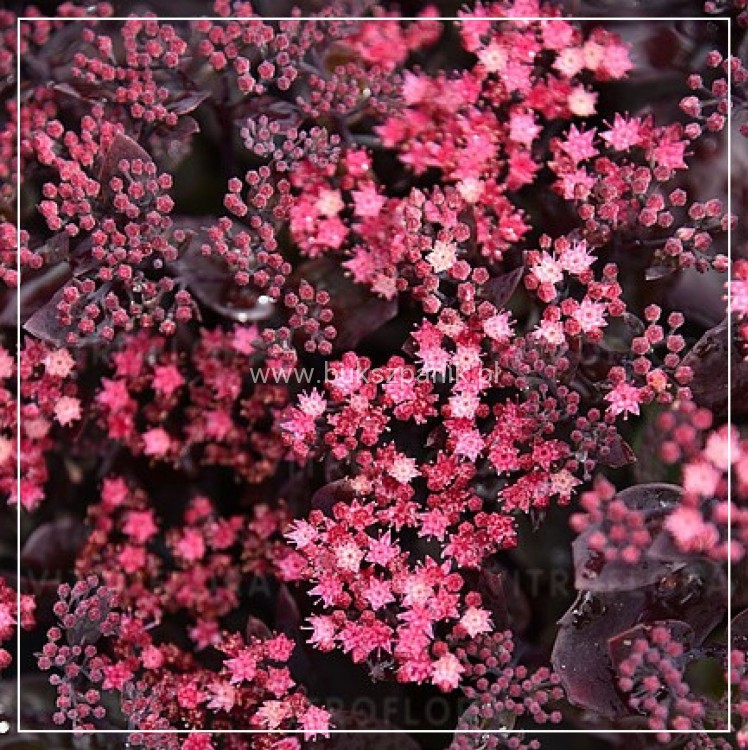 sedum globe purple 3.jpg