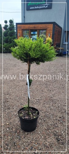Ostrokrzew kolczasty Glory Dwarf - Ilex aquifolium PA80cm, C10l