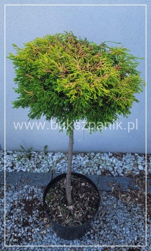 Cyprysik tępołuskowy GITTE - CHAMAECYPARIS OBTUSA PA80-90cm