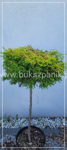 Cyprysik tępołuskowy GITTE - CHAMAECYPARIS OBTUSA PA80-90cm