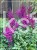 Tawułka PURPLE RAIN PBR - Astilbe C3