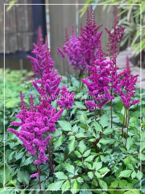 Tawułka PURPLE RAIN PBR - Astilbe C3