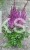Tawułka PURPLE RAIN PBR - Astilbe C3
