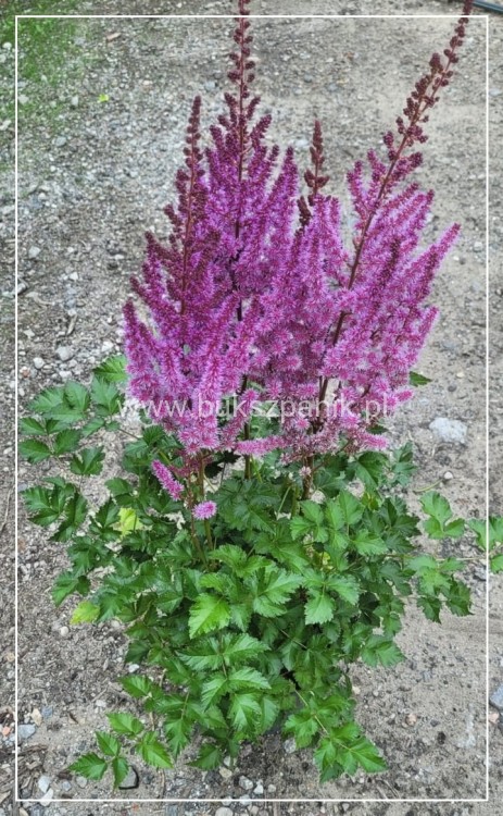 Tawułka PURPLE RAIN PBR - Astilbe C3
