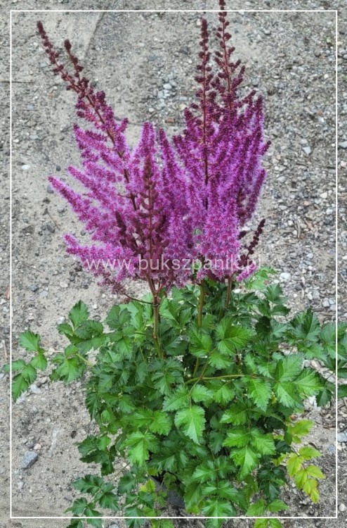 Tawułka PURPLE RAIN PBR - Astilbe C3
