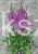 Tawułka PURPLE RAIN PBR - Astilbe C3