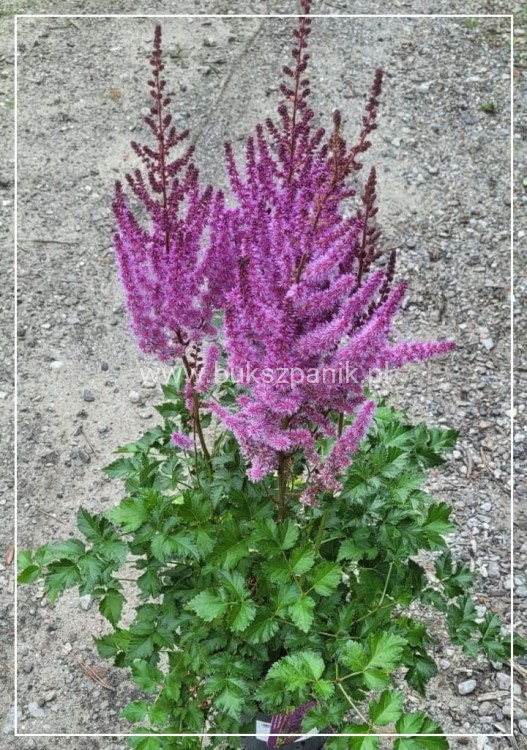 Tawułka PURPLE RAIN PBR - Astilbe C3