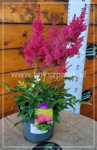 Tawułka 'Sunny Day' - Astilbe C3