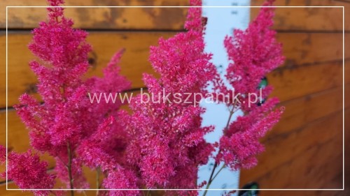 Tawułka 'Sunny Day' - Astilbe C3