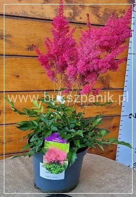 Tawułka 'Sunny Day' - Astilbe C3