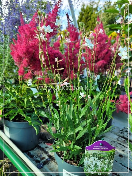 Tawułka 'Sunny Day' - Astilbe C3