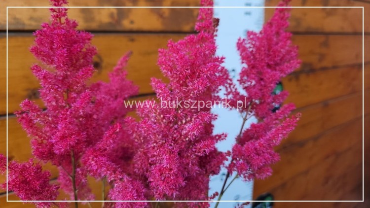 Tawułka 'Sunny Day' - Astilbe C3