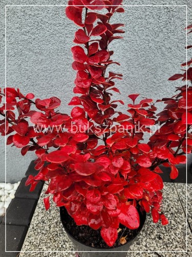 Berberys Thunenberga NEON - BERBERIS THUNBERGII