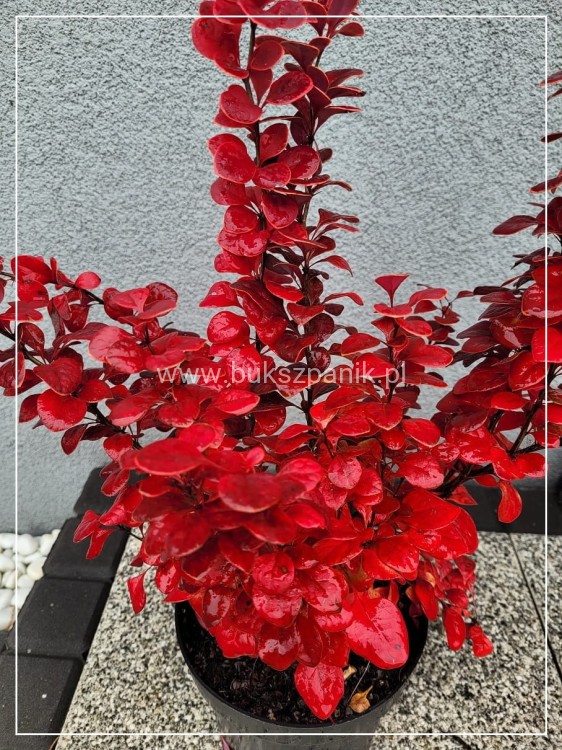 Berberys Thunenberga NEON - BERBERIS THUNBERGII