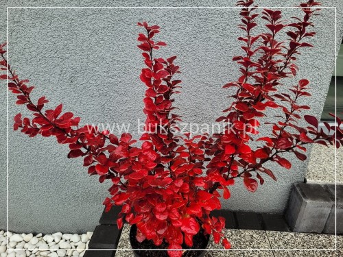 Berberys Thunenberga NEON - BERBERIS THUNBERGII
