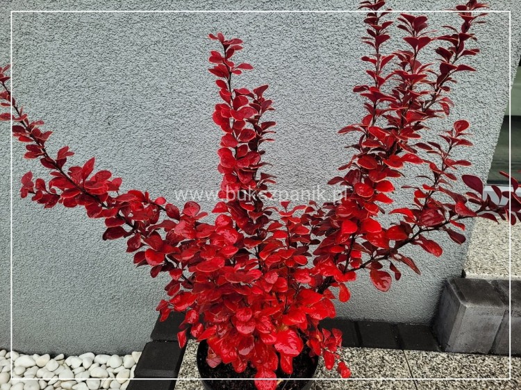 Berberys Thunenberga NEON - BERBERIS THUNBERGII