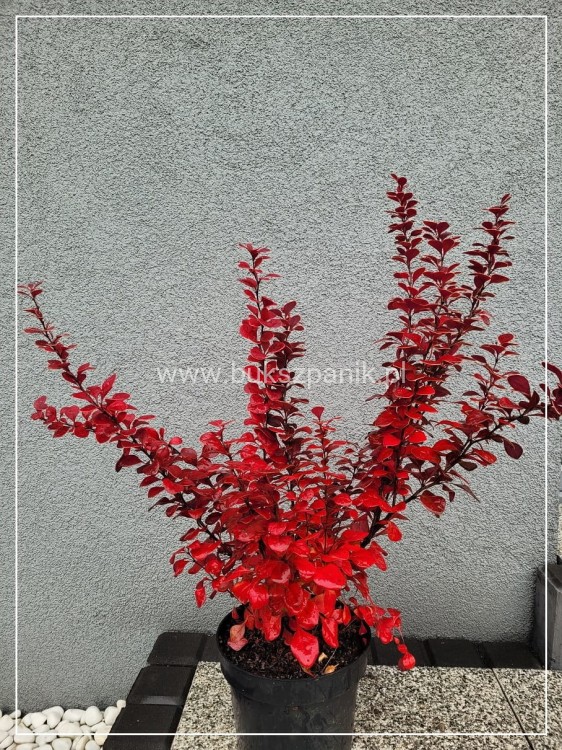 Berberys Thunenberga NEON - BERBERIS THUNBERGII