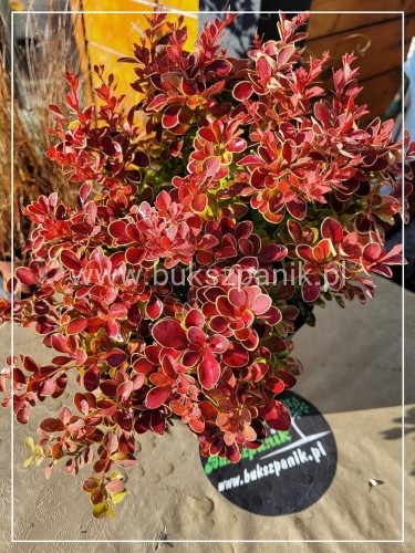 Berberys thunberga Red Hot Chilli - Berberis thunbergii C2
