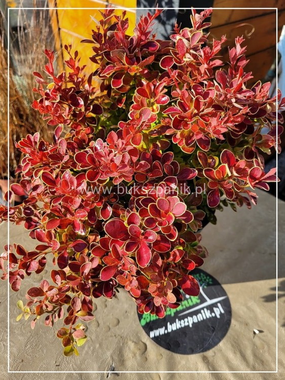 Berberys thunberga Red Hot Chilli - Berberis thunbergii C2