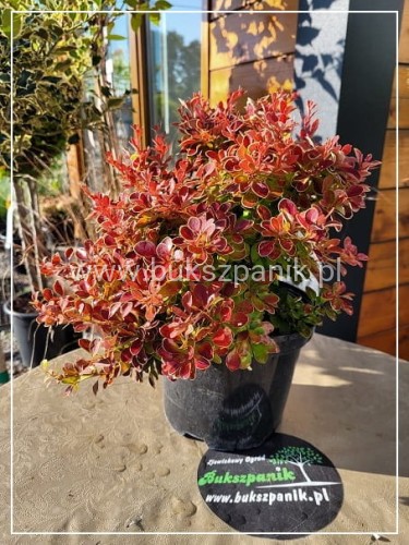 Berberys thunberga Red Hot Chilli - Berberis thunbergii C2