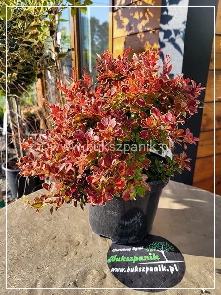 Berberys thunberga Red Hot Chilli - Berberis thunbergii C2