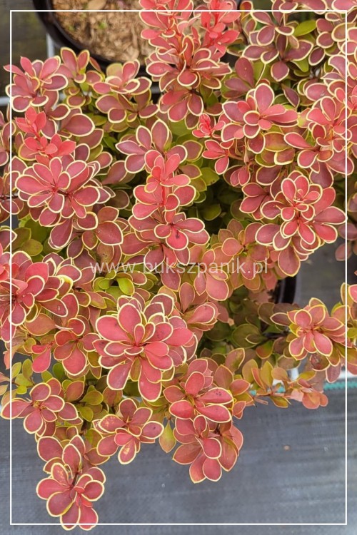 Berberys thunberga Red Hot Chilli - Berberis thunbergii C2