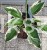 Funkia PATRIOT - Hosta