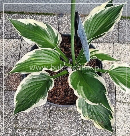 Funkia PATRIOT - Hosta