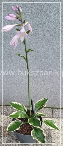 Funkia PATRIOT - Hosta C3l (