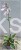 Funkia PATRIOT - Hosta C3l (
