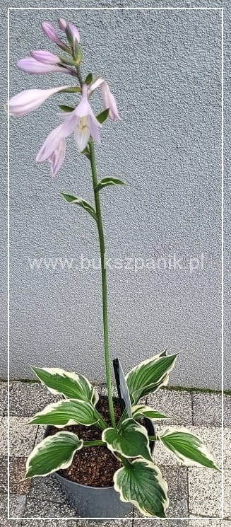 Funkia PATRIOT - Hosta C3l (