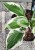 Funkia PATRIOT - Hosta