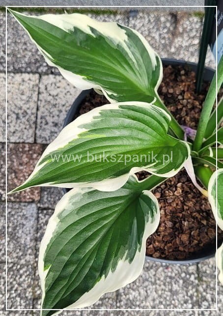 Funkia PATRIOT - Hosta