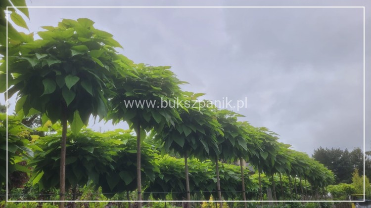 Catalpa Katalpa Nana kuliste drzewo obw. 10-12cm Pa200-220cm
