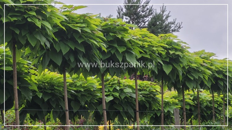 Catalpa Katalpa Nana kuliste drzewo obw. 8-10cm Pa200-220cm