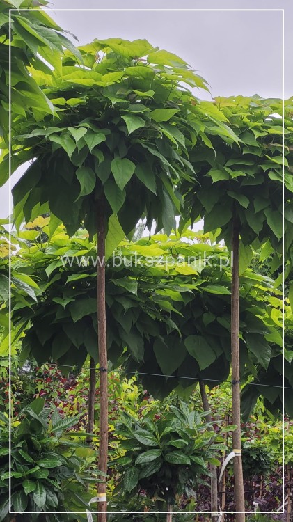 Catalpa Katalpa Nana kuliste drzewo obw. 8-10cm Pa200-220cm