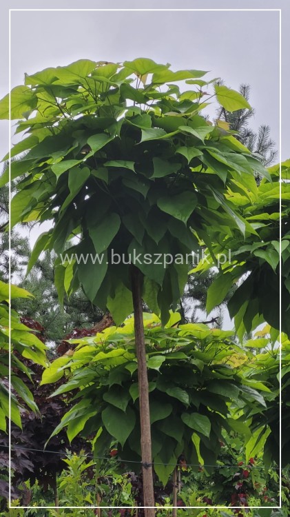 Catalpa Katalpa Nana kuliste drzewo obw. 8-10cm Pa200-220cm