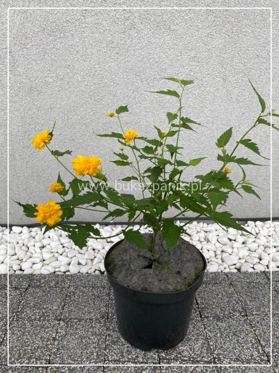 Złotlin japoński - Kerria japonica