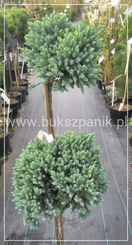 Jałowiec łuskowaty 'Blue Star' - Juniperus squamata